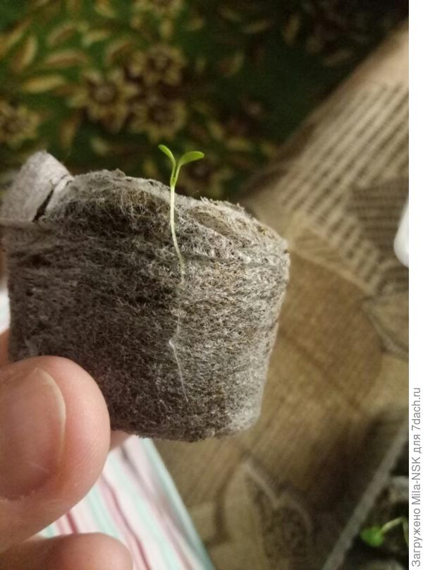 незнакомец