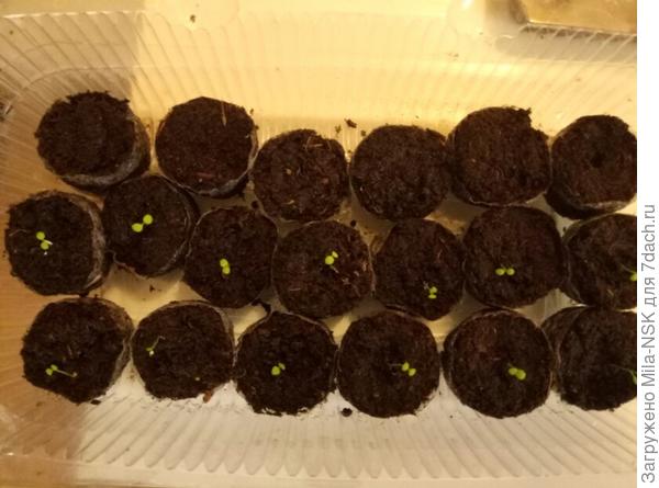 Тоже индивидуалы - собранные с гибридов в прошлом году семена Дебонар Блэк Черри. Не знаю, что они покажут в этом году.