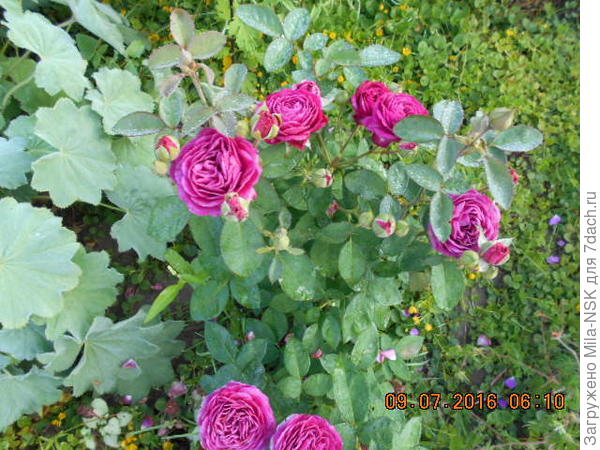 Манжетка и Хайди клюм