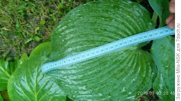 За лето листья выросли ну просто огромного размера для первогодочки.