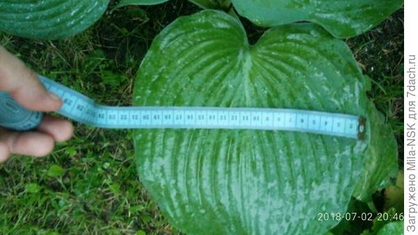 Первогодка. Посажена весной 2018.