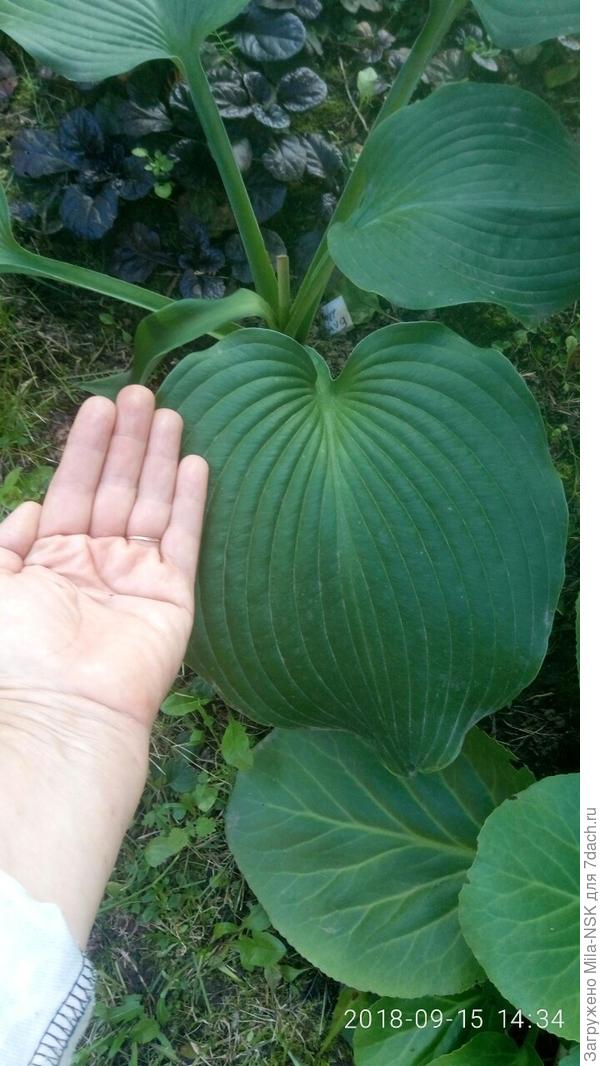 Моя рука для сравнения. Мне до хосты ой как далеко!!!