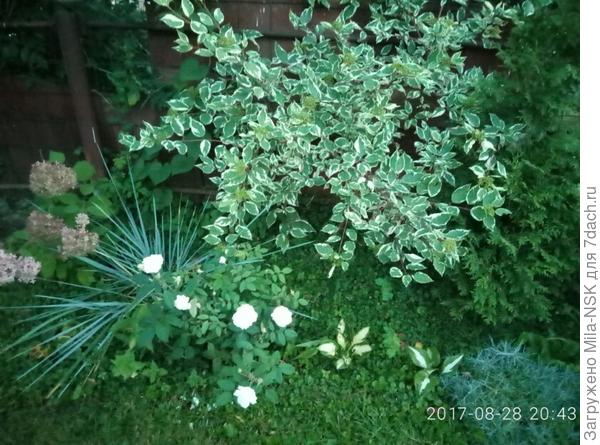 Вот здесь у меня еще хосточки маленькие, посажены в 2016 году. Как видите, разница на-лицо!