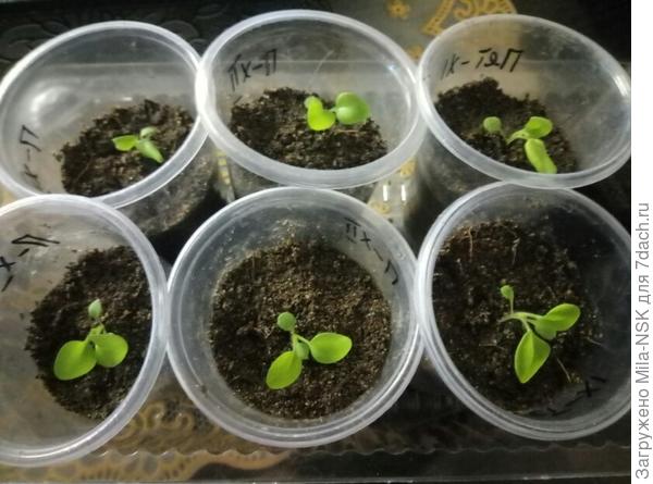 Третья часть пересаженных петуний