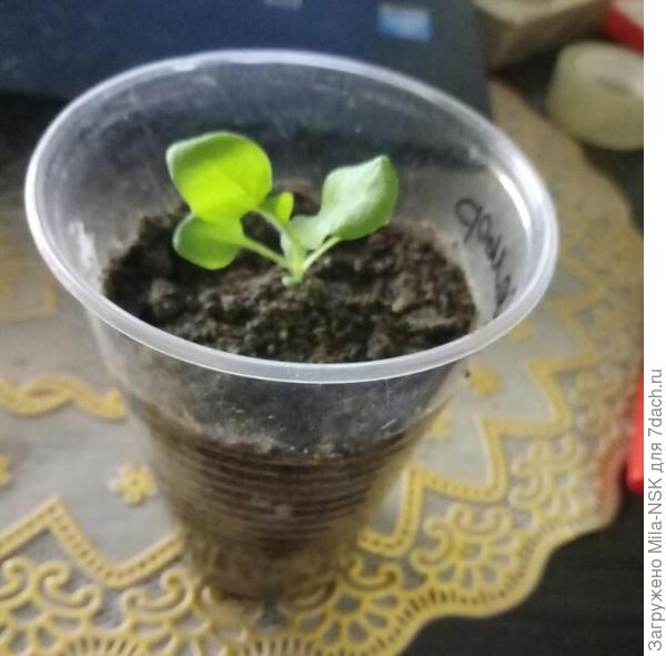 Незнакомец... Вернее - незнакомка... а еще вернее - петуния! Спрашивается, как она  могла там оказаться, если я петунии сеяла на три недели позже. А таблетки   эти новые.