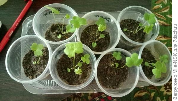 Дельфики вообще уже почти взрослые