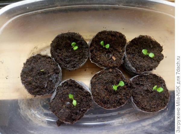 Вот такие мы выросли к 10 марта