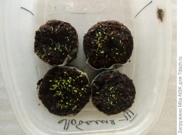 Еще один сорт лобелии