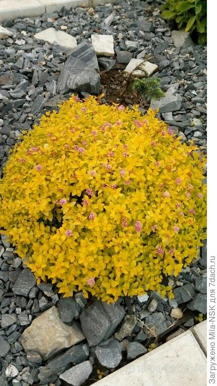 Спирея Литтл Принцесс