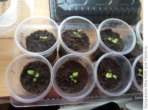 Петунички радуют хозяйку