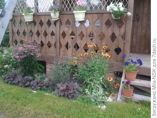 Вот так гейхеры разрослись за один год. Он был сделан в 2016.