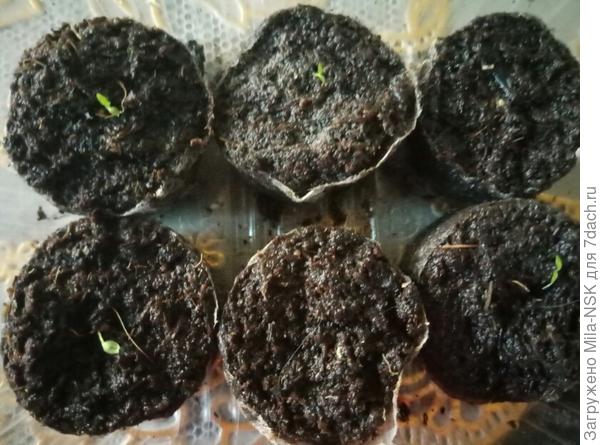 тут несколько сортов, не знаю точно какие