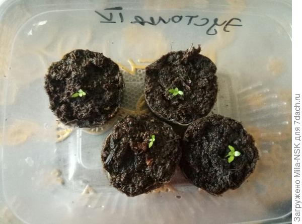 эустома  Blue picotee