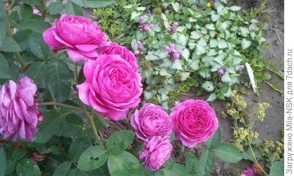 Моя Хайди клум в 2015 г