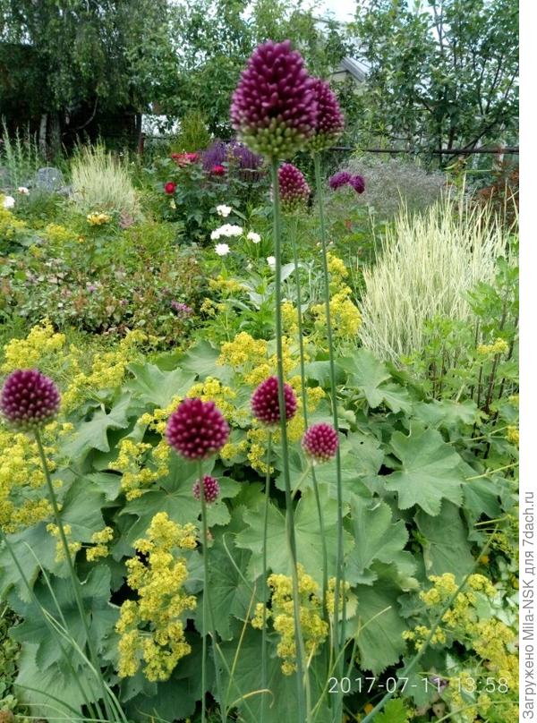 Вот здесь манжетка и лук круглоголовый рядом. Лук примерно 70 см высотой. Манжетка ему даже до середины не достает.