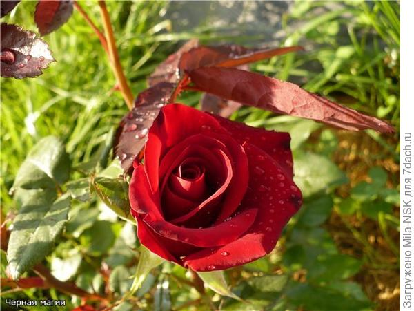 Черная магия-июль2009