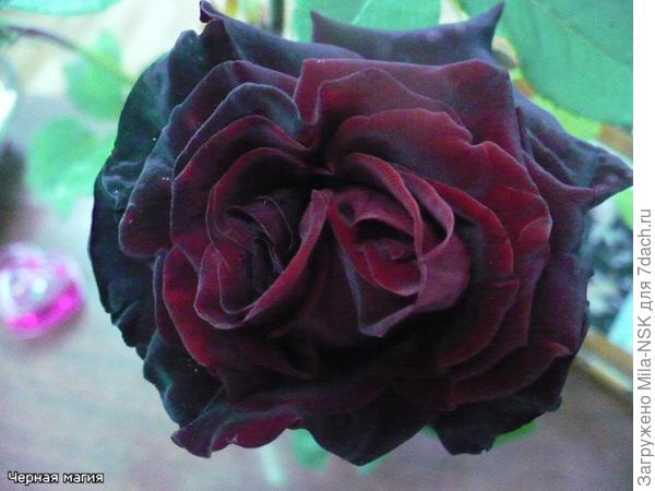 Черная магия - сентябрь 2009