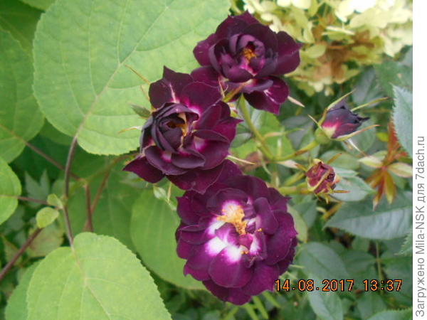 Издалека кажется, что фонарики светятся. Она у меня сидит под кустом гортензии Анабель в полутени. И вот эти глазки там так красиво смотрятся.