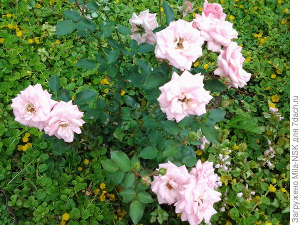 розовая незнакомка