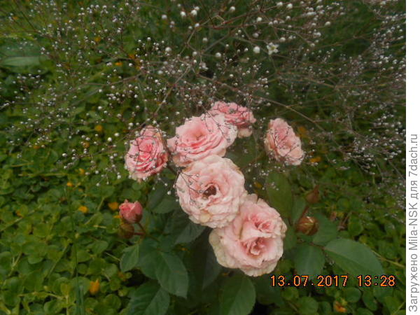 &amp;quot;Lydia&amp;quot;. Чем она мне еще нравится, так тем, что у нее цветки со временем меняют цвет, становятся из розовых кремовыми и не осыпаются, а становятся пергаментными. Цветет очень долго.