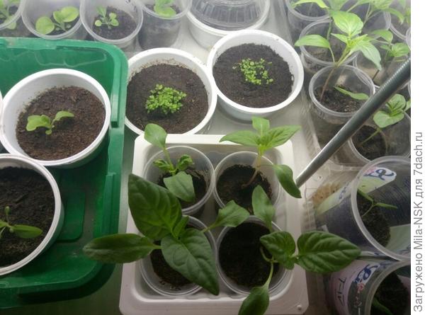 лобелии и на переднем плане перцы