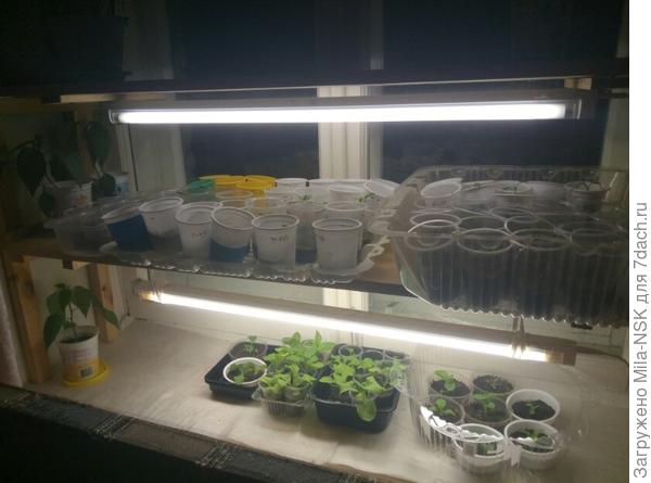 на верхней полке томатики, внизу петунии