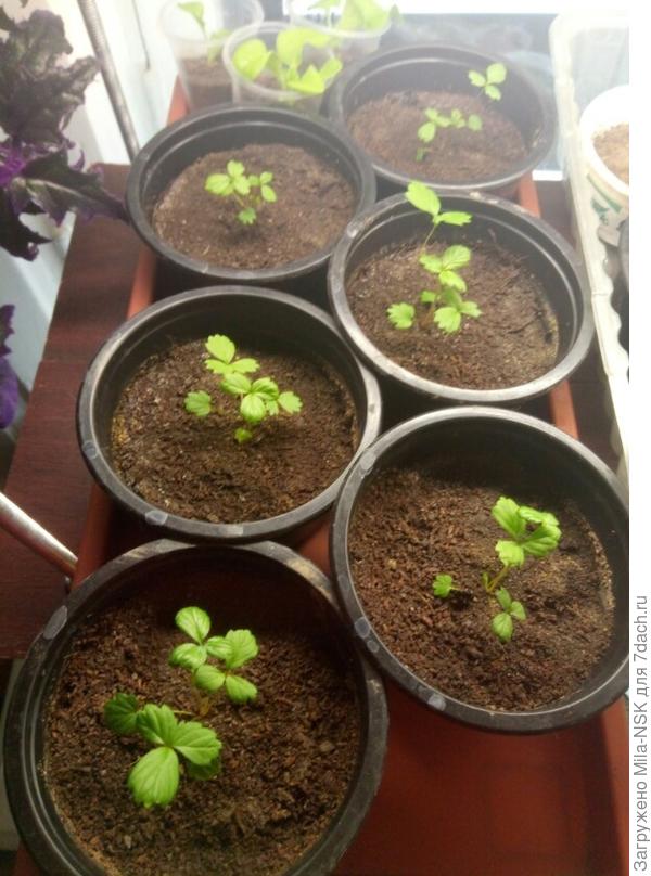 земляничка