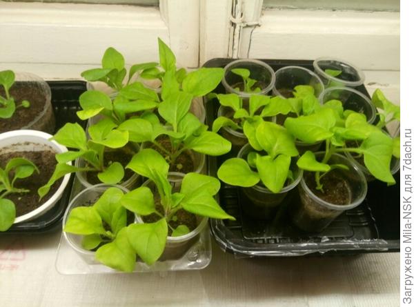 Есть такая - это  Wave Blue (американская проф. серия) справа и Примавера/смесь/  от Аэлиты слева