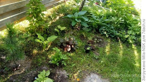 а ...сразу возле калитки рябина и туя. А между ними вот такой &quot;лесной&quot; уголок. Это вид со стороны дома. К сожелению фото этого уголка со стороны нынешнего входа нет.