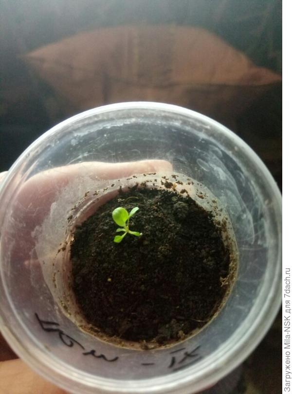 а есть и такая - Рамблин Бургунди от Престижа.