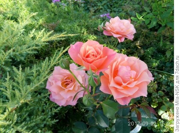 Например такую - Бордюр априкот