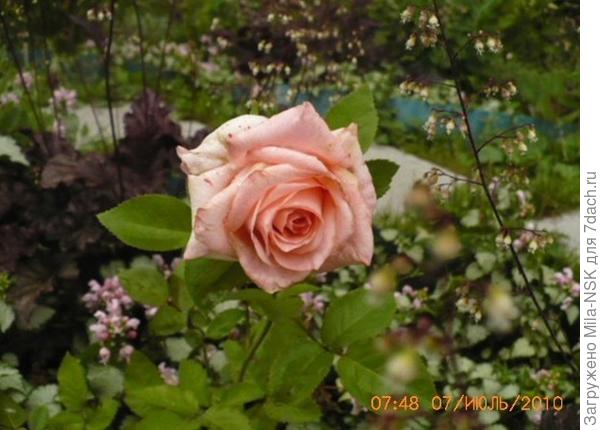 Это она же через год. Я хотела поделить разросшуюся гипсофилу, но она погибла (я тогда еще не знала, что ее не делят). Теперь роза целый день находилась на полном солнце. Окраска ее, как видите, изменилась.