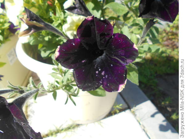 Дебонар Блэк черри