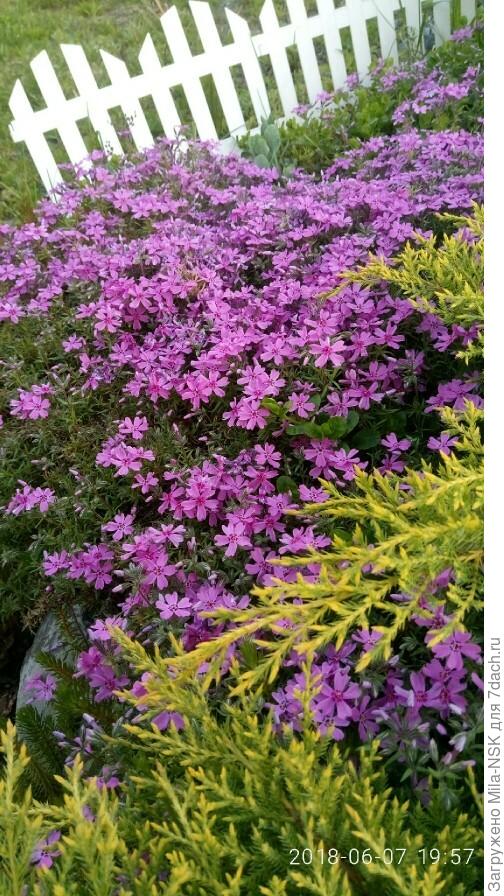 Еще через год и основательно пощипанный. т.к. начал теснить посаженную рядом пирею и розу