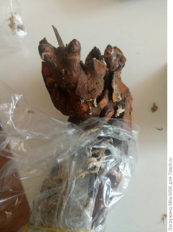 корень с почками