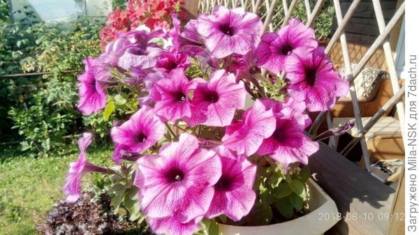 вот эта самая красивая