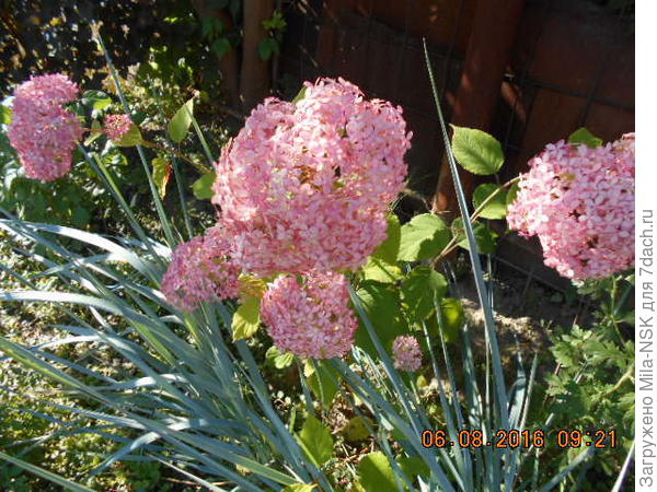 Пинк Анабель второгодочка