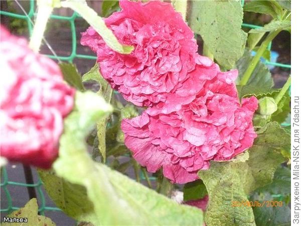 чем не роза?