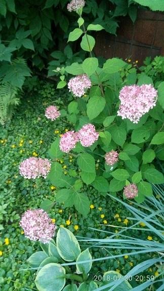 И зацветает рано, во второй половине июля и цветет до самых морозов.