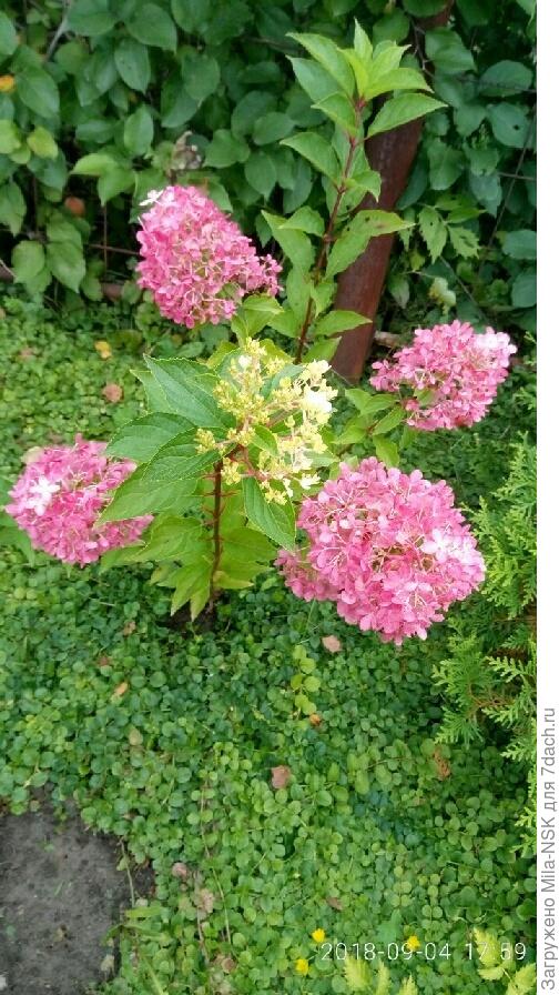 четыре кисти малиновые, а пятая так и ушла в зиму белой