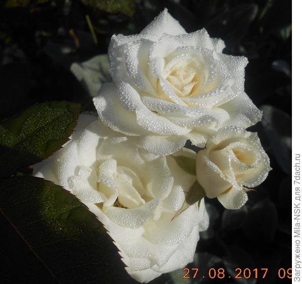 в утреннем ожерелье