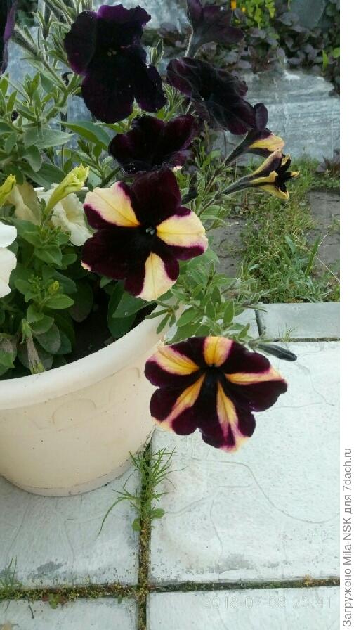 На одном цветоносе появилось вот такое чудо чудно! Несколько цветков с совершенно разной окраской.