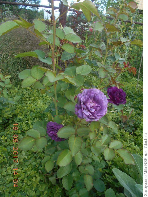 Два цветка разного возраста