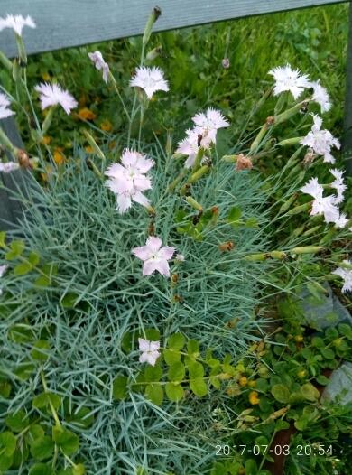 гвоздика сизая