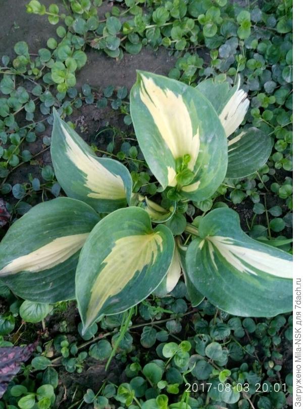 Хоста Катерина (в честь моей дочки)