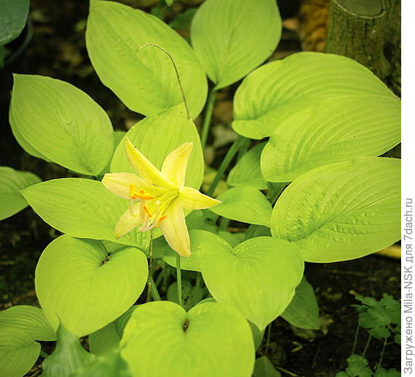 Моя заказанная хотелка Миракл Лемони