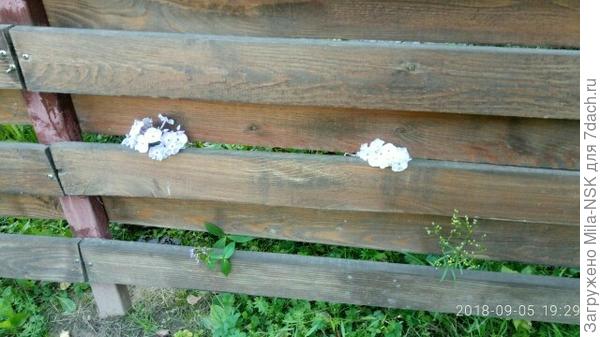 Любопытство не порок: а что там за забором?