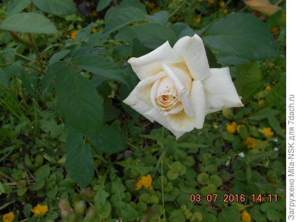 Июль-2016, еще кремовая