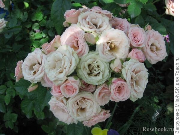 Вот это фото со страницы Розебук. Тика в тику моя Незнакомка!