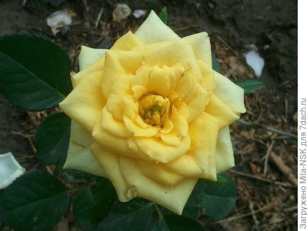 2014 год, первый и тогда единственный цветок. Сидит пока еще в горшке.